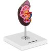 3D nieru anatomiskais modelis skalā 1: 1