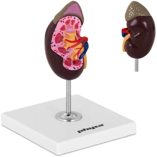 3D nieru anatomiskais modelis skalā 1: 1