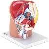 3D vīriešu iegurņa anatomiskais modelis skalā 1: 1
