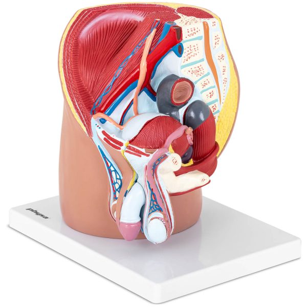 3D vīriešu iegurņa anatomiskais modelis skalā 1: 1