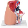 3D vīriešu iegurņa anatomiskais modelis skalā 1: 1