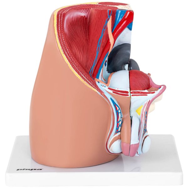 3D vīriešu iegurņa anatomiskais modelis skalā 1: 1