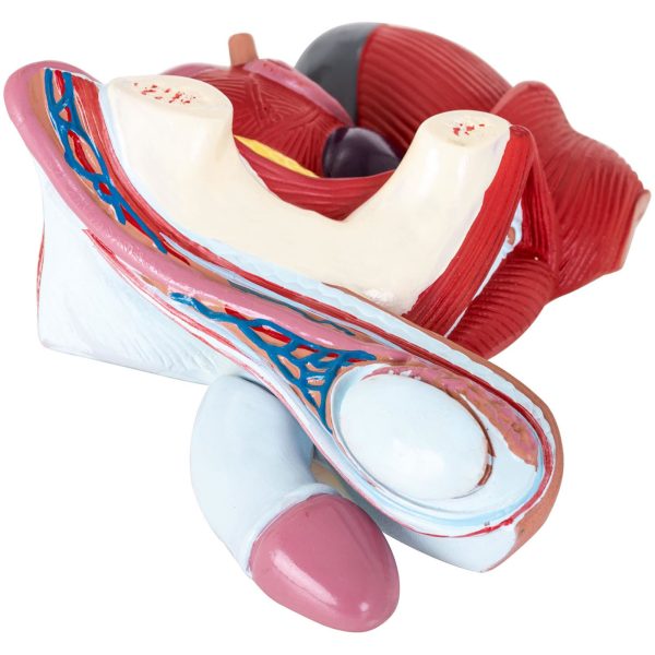 3D vīriešu iegurņa anatomiskais modelis skalā 1: 1
