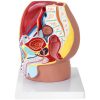 3D vīriešu iegurņa anatomiskais modelis skalā 1: 1