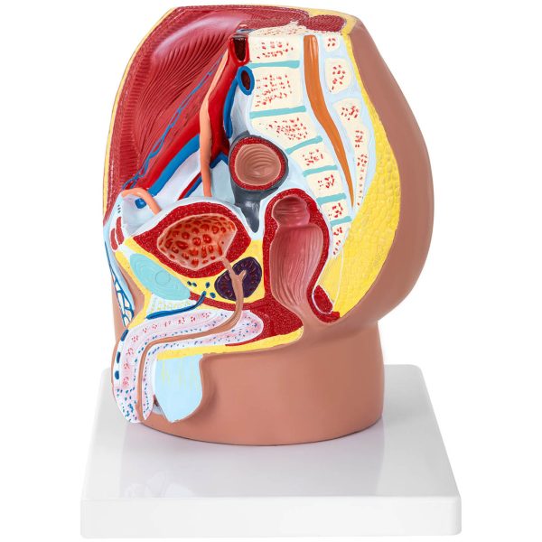 3D vīriešu iegurņa anatomiskais modelis skalā 1: 1