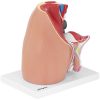 3D vīriešu iegurņa anatomiskais modelis skalā 1: 1