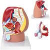 3D vīriešu iegurņa anatomiskais modelis skalā 1: 1