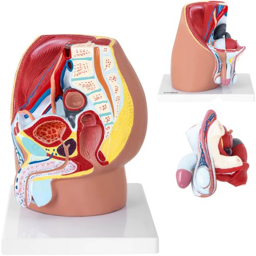 3D vīriešu iegurņa anatomiskais modelis skalā 1: 1