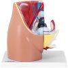 3D sieviešu iegurņa anatomiskais modelis skalā 1: 1