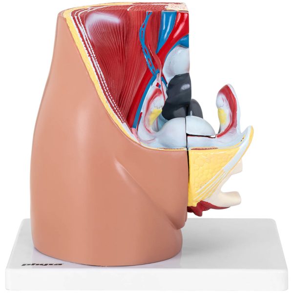 3D sieviešu iegurņa anatomiskais modelis skalā 1: 1