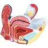3D sieviešu iegurņa anatomiskais modelis skalā 1: 1