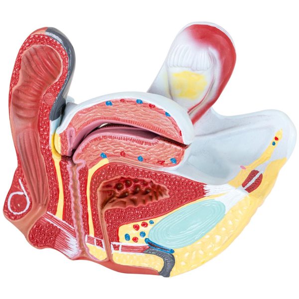3D sieviešu iegurņa anatomiskais modelis skalā 1: 1