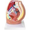 3D sieviešu iegurņa anatomiskais modelis skalā 1: 1