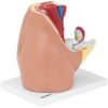 3D sieviešu iegurņa anatomiskais modelis skalā 1: 1