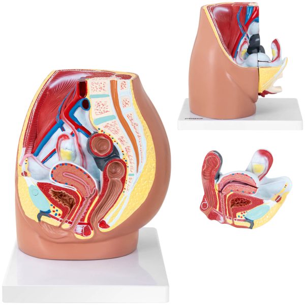 3D sieviešu iegurņa anatomiskais modelis skalā 1: 1