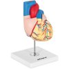 3D cilvēka sirds anatomiskais modelis