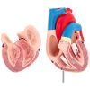 3D cilvēka sirds anatomiskais modelis
