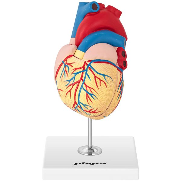 3D cilvēka sirds anatomiskais modelis