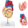 3D cilvēka sirds anatomiskais modelis