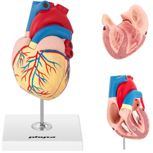 3D cilvēka sirds anatomiskais modelis