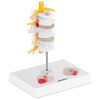 Mugurkaula jostas mugurkaula 3D anatomiskais modelis ar trūci 3-5