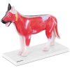 3D suņa anatomiskais modelis ar noņemamiem orgāniem
