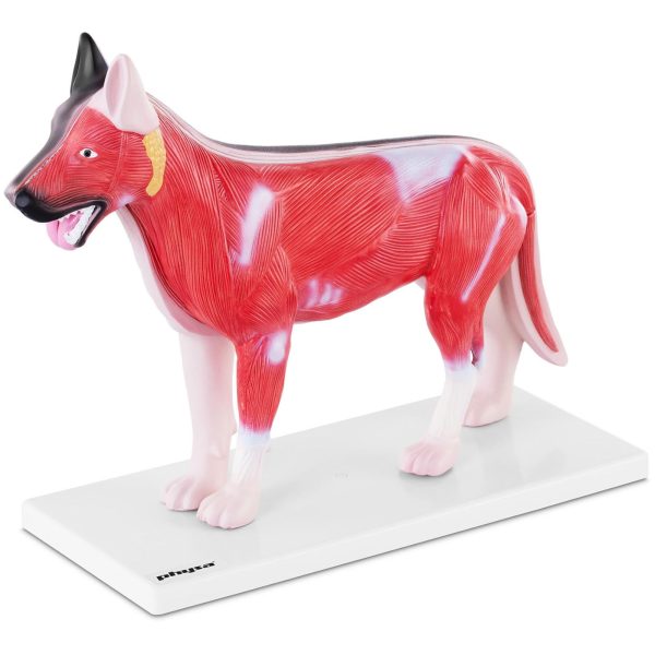 3D suņa anatomiskais modelis ar noņemamiem orgāniem