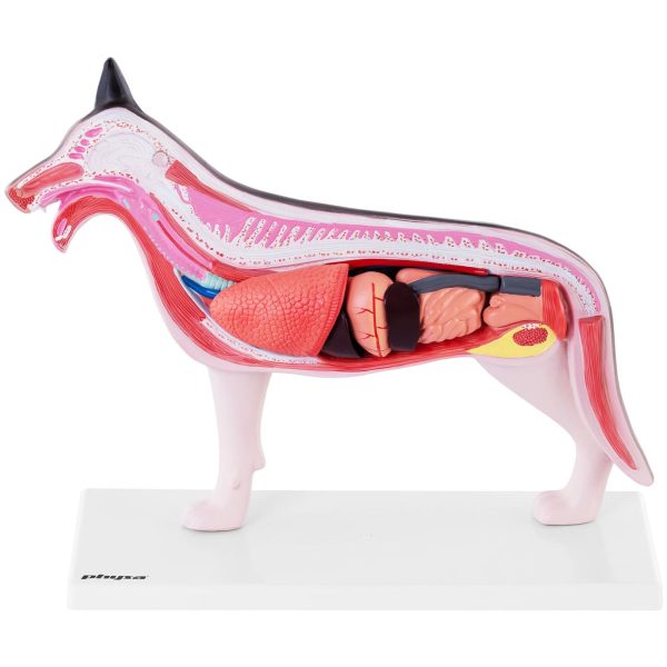 3D suņa anatomiskais modelis ar noņemamiem orgāniem