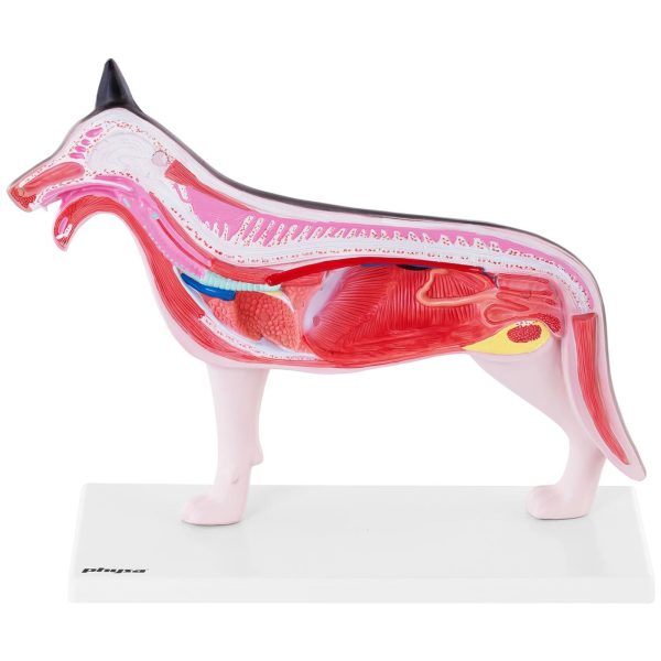 3D suņa anatomiskais modelis ar noņemamiem orgāniem