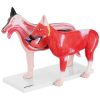 3D suņa anatomiskais modelis ar noņemamiem orgāniem