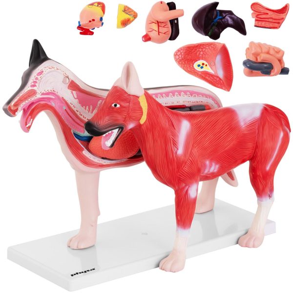3D suņa anatomiskais modelis ar noņemamiem orgāniem