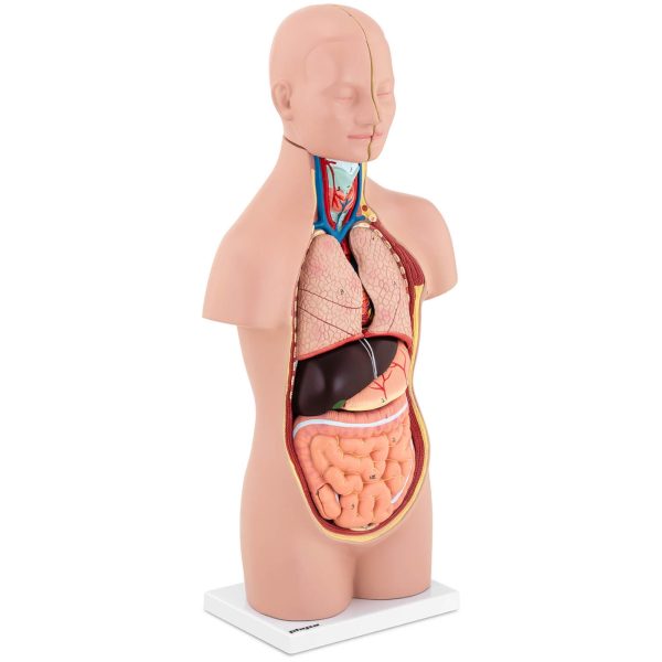 Cilvēka rumpja ar noņemamiem orgāniem 3D anatomiskais modelis