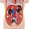 Cilvēka rumpja ar noņemamiem orgāniem 3D anatomiskais modelis