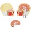 Cilvēka rumpja ar noņemamiem orgāniem 3D anatomiskais modelis