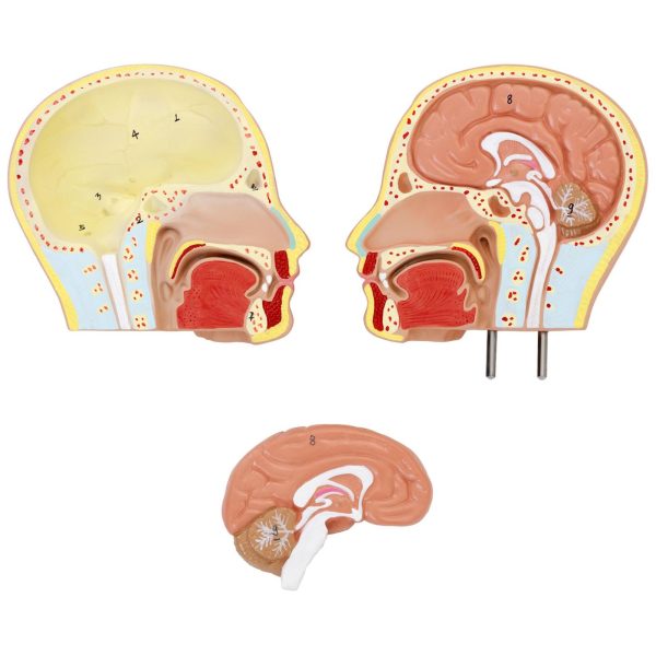 Cilvēka rumpja ar noņemamiem orgāniem 3D anatomiskais modelis
