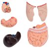Cilvēka rumpja ar noņemamiem orgāniem 3D anatomiskais modelis