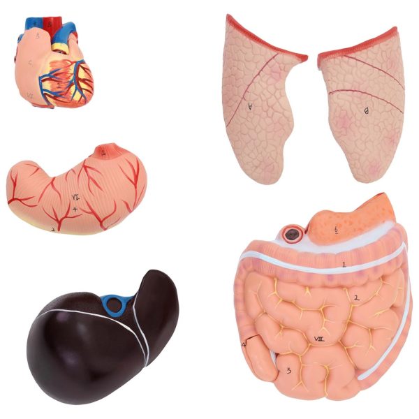 Cilvēka rumpja ar noņemamiem orgāniem 3D anatomiskais modelis