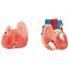 Cilvēka rumpja ar noņemamiem orgāniem 3D anatomiskais modelis