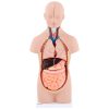 Cilvēka rumpja ar noņemamiem orgāniem 3D anatomiskais modelis