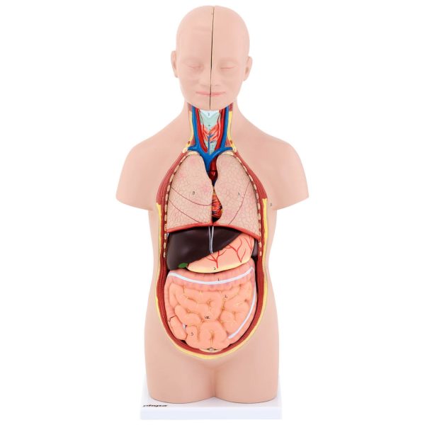 Cilvēka rumpja ar noņemamiem orgāniem 3D anatomiskais modelis