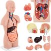 Cilvēka rumpja ar noņemamiem orgāniem 3D anatomiskais modelis