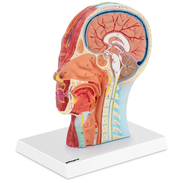 Cilvēka skalas galvas un kakla 3D anatomiskais modelis 1: 1
