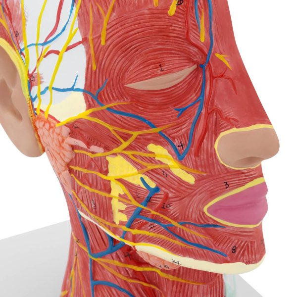 Cilvēka skalas galvas un kakla 3D anatomiskais modelis 1: 1