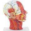 Cilvēka skalas galvas un kakla 3D anatomiskais modelis 1: 1