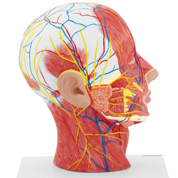 Cilvēka skalas galvas un kakla 3D anatomiskais modelis 1: 1
