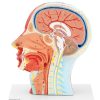 Cilvēka skalas galvas un kakla 3D anatomiskais modelis 1: 1