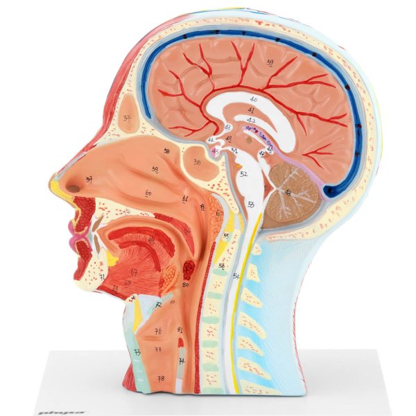 Cilvēka skalas galvas un kakla 3D anatomiskais modelis 1: 1