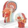 Cilvēka skalas galvas un kakla 3D anatomiskais modelis 1: 1