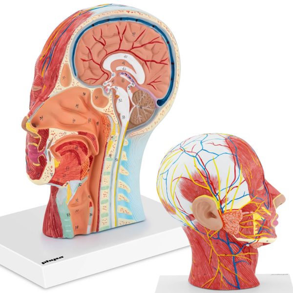 Cilvēka skalas galvas un kakla 3D anatomiskais modelis 1: 1