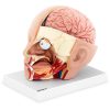 Galvas un cilvēka smadzeņu skala 1: 1 3D anatomiskais modelis 1: 1